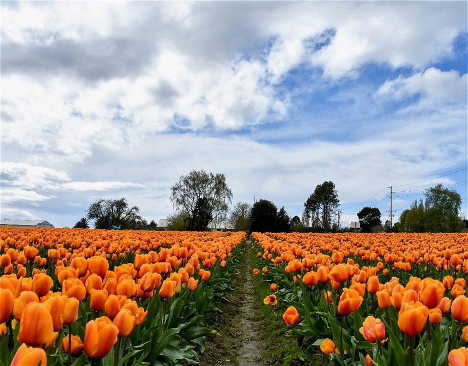 Orange Skagit Valley Tulips
